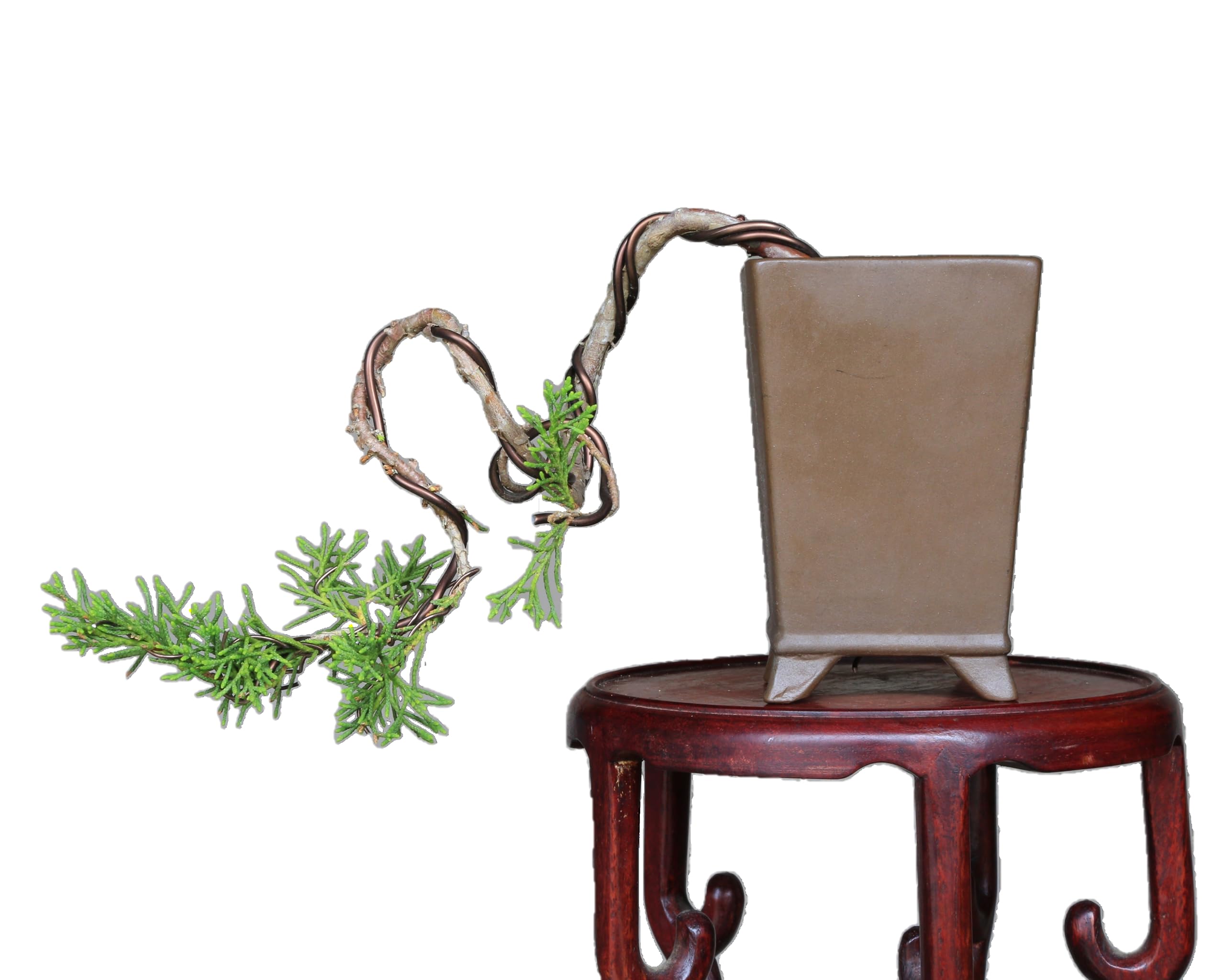 小品盆栽 糸魚川真柏 大懸崖 Yahoo!オークション - 真柏盆栽 糸魚川真柏 ミニ真柏 半懸崖